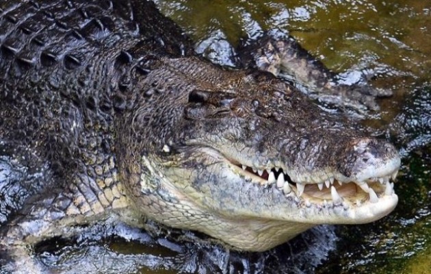 Αυστραλία: Κροκόδειλος θανατώθηκε επειδή έφαγε άνθρωπο