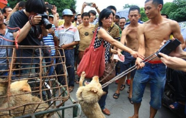Κίνα: Απειλεί ότι θα σκοτώσει τα σκυλιά για να τα πουλά… ακριβότερα (βίντεο)