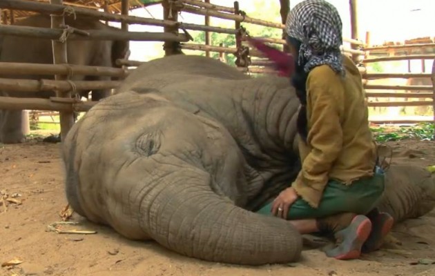 Ταϊλάνδη: Νανουρίζει τους… ελέφαντες και αυτοί χαλαρώνουν (βίντεο)