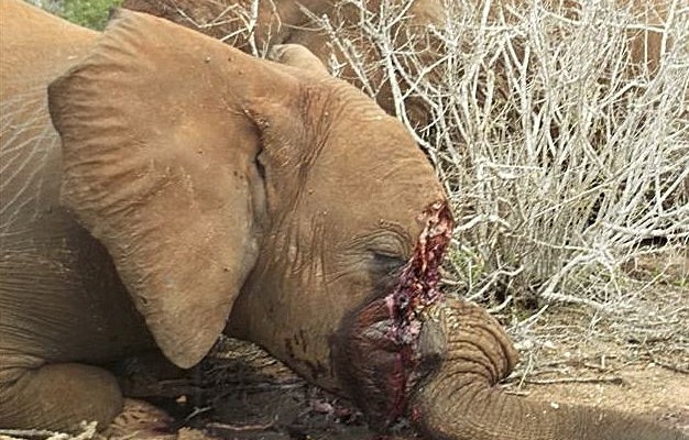 Αφρική: 20.000 ελέφαντες θύματα λαθροθηρίας