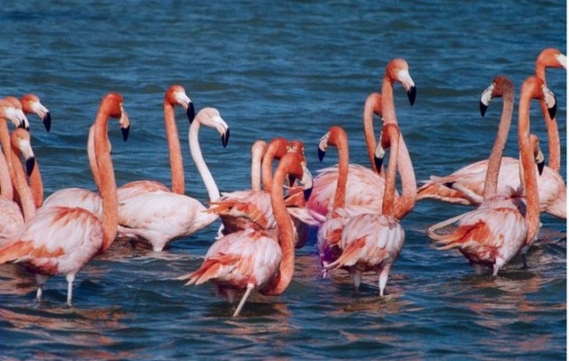 Τα φλαμίνγκο προτίμησαν τον… Θερμαϊκό (φωτογραφία)