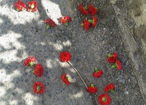 Κρήτη: Πλημμύρισαν το χωριό… γαρύφαλλα  (φωτογραφίες)