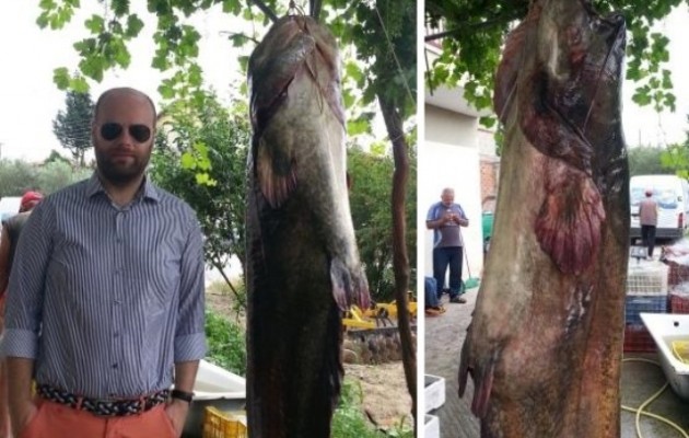 Γίγαντας γουλιανός 145 κιλών (φωτογραφίες)