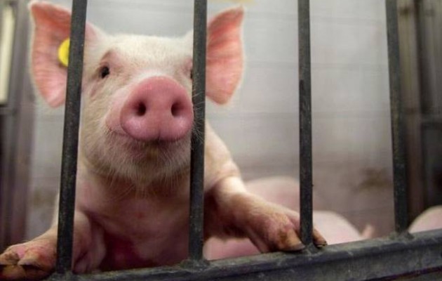 Μεταλλαγμένα γουρούνια για τη μείωση εκπομπών άνθρακα θα παράξουν οι Κινέζοι