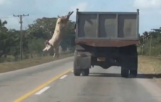 Το γουρούνι – ήρωας το σκάει καθ οδόν προς το σφαγείο (βίντεο)