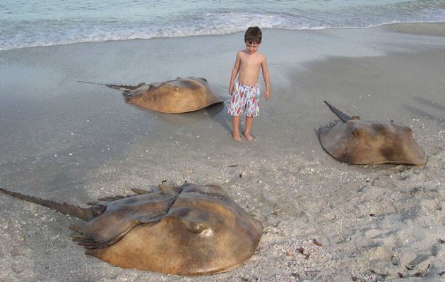 Δείτε τα 10 πιο αρχαία φυτά και ζώα στον πλανήτη (βίντεο)