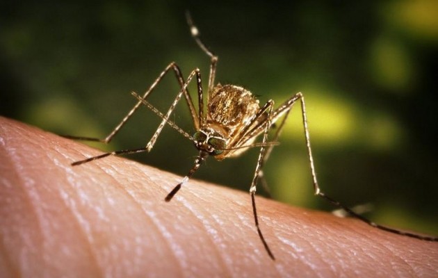 Ποιες περιοχές κινδυνεύουν από τον ιό του Δυτικού Νείλου