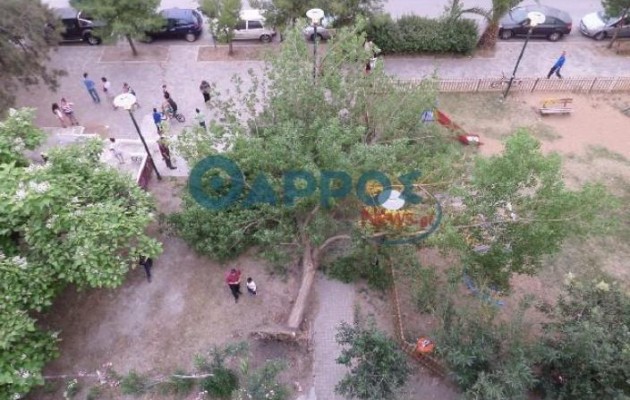 Μεγάλο δέντρο καταπλάκωσε 15χρονη στην Καλαμάτα (εικόνες και βίντεο)