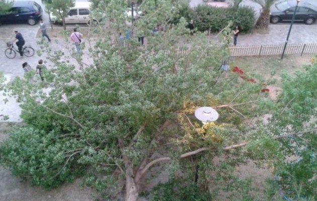 Τραυματίστηκε ανήλικη από πτώση δέντρου σε παιδική χαρά