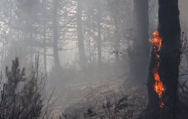 Χαλκιδική: 550 στρέμματα δάσους κάηκαν από την πυρκαγιά στον Αρμενιστή