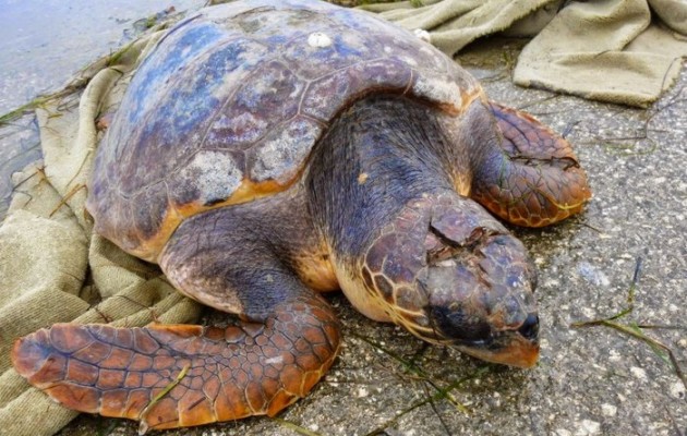 Σοβαρά τραυματισμένη καρέτα – καρέτα στην Σαγιάδα