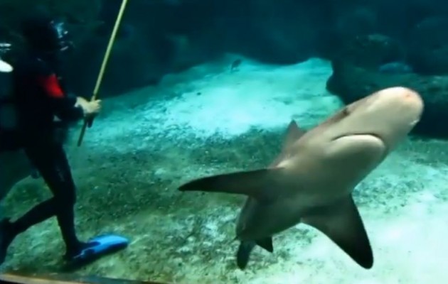 Κρήτη: Δύτες καθαρίζουν το aquarium δίπλα στους καρχαρίες (βίντεο)