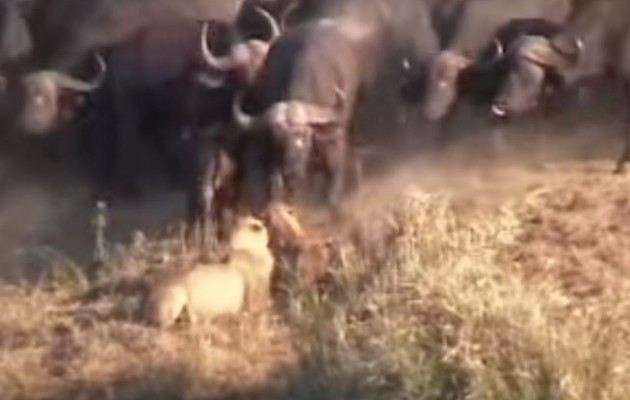 Απίστευτο βίντεο: Βούβαλοι εναντίον λιονταριών με 75.000.000 θεάσεις στο You tube
