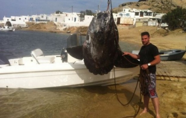 Μύκονος: Έπιασε φεγγαρόψαρο 250 κιλών (φωτογραφίες)