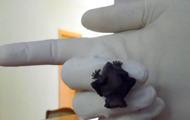 Ρόδος: Ταΐζει νυχτεριδάκι που βρήκε στο μπαλκόνι της με μπιμπερό