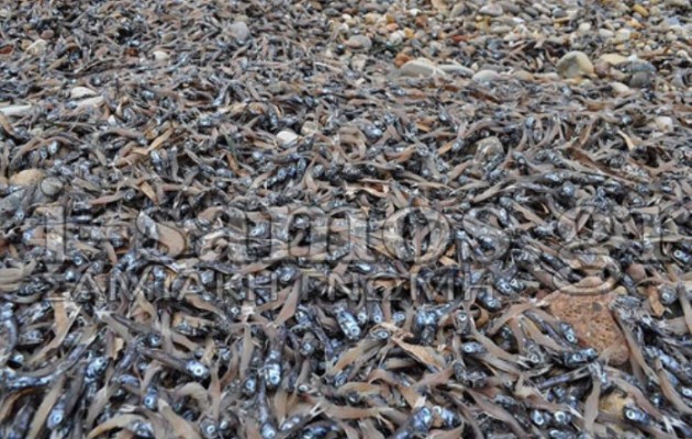 Ξεβράστηκαν χιλιάδες νεκρά ψάρια στη Σάμο, εικόνες από τη μεγάλη οικολογική καταστροφή