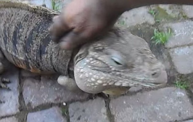 Δείτε την σαύρα που έχει γονίδια… σκύλου (βίντεο)