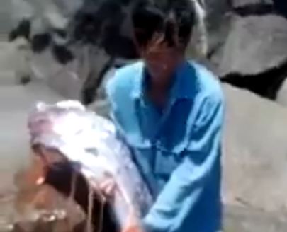 Δείτε το θαλάσσιο τέρας που ψάρεψαν στο Βιετνάμ (βίντεο)