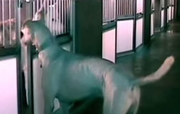 Έξυπνος σκύλος ανοίγει κλειδαριές και ελευθερώνει τους φίλους του (βίντεο)