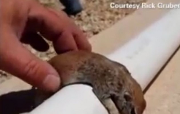 ΗΠΑ: Έσωσε σκίουρο από βέβαιο θάνατο με… τεχνητές αναπνοές (βίντεο)