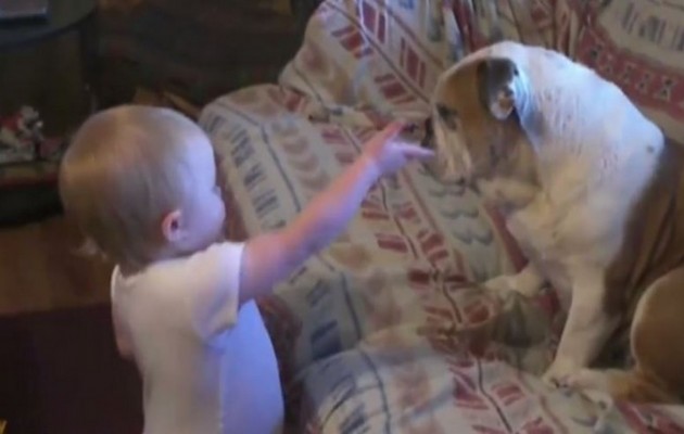 Δεν έχετε δει τέτοιο καβγά: Το μωρό μαλώνει το μπουλντόγκ (βίντεο)