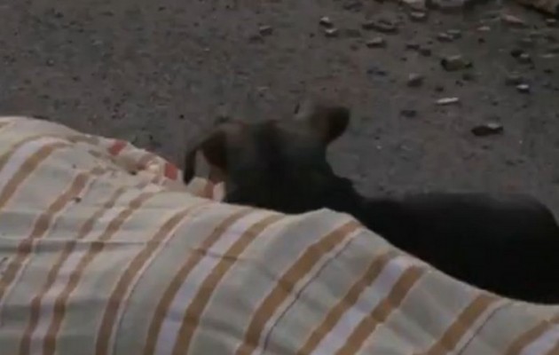 Ο σκύλος στο βίντεο αυτό θα σας κάνει να δακρύσετε