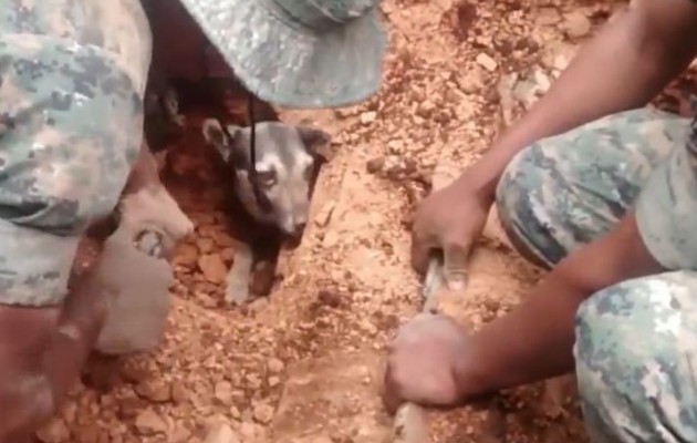 Γουατεμάλα: Επιχείρηση διάσωσης σκύλου που είχε θαφτεί από κατολίσθηση (βίντεο)