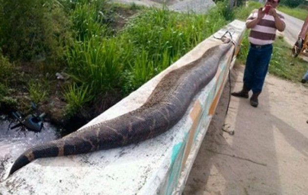 Χωρικοί σκότωσαν φίδι – τέρας μήκους 7,5 μέτρων