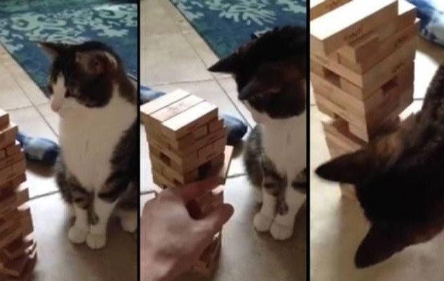 Απίστευτο! Έμαθαν στη γάτα τους να παίζει Jenga