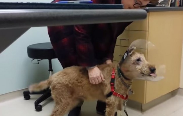 Απίστευτο βίντεο: Τυφλός σκύλος βλέπει ξανά τα αφεντικά του