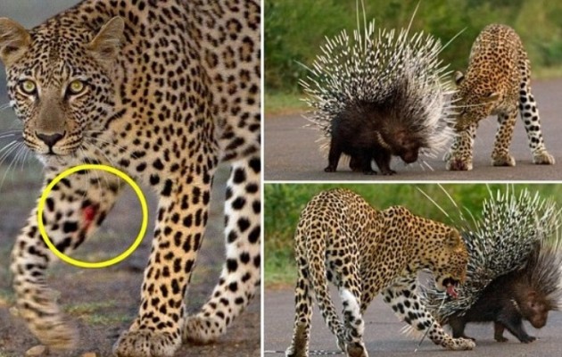 Λεοπάρδαλη – Σκαντζόχοιρος: 0 – 1