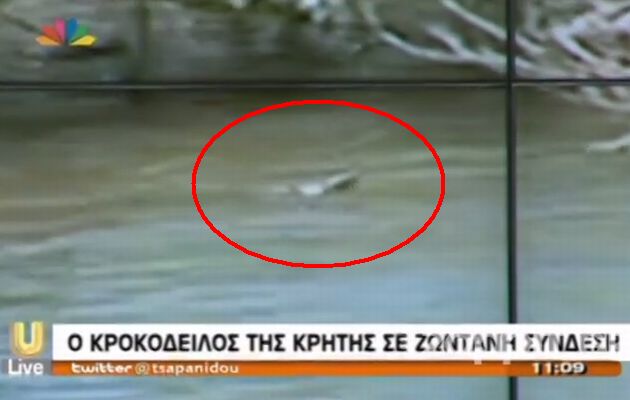 Ο κροκόδειλος της Κρήτης σε ζωντανή σύνδεση στη Τσαπανίδου