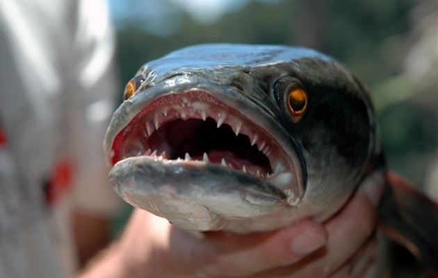 Αυτό είναι το Snakehead Fish που βγαίνει στη στεριά και καταβροχθίζει τα πάντα!