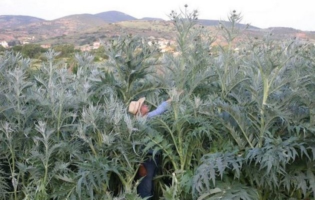 Αγκινάρες για το βιβλίο Γκίνες στο Αυλωνάρι (φωτογραφίες)