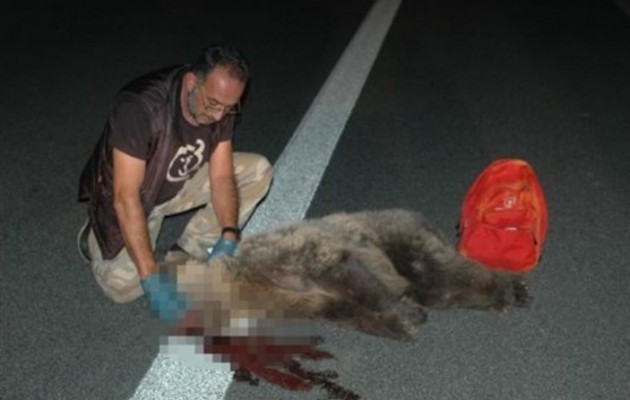 Σκληρή εικόνα: Ατύχημα με θύμα αρκούδα στην Εγνατία