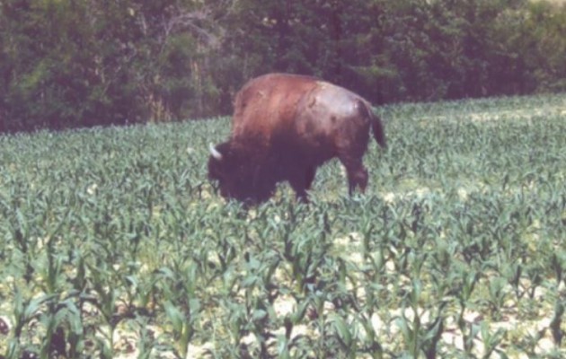 Άγρια Δύση η Λάρισα: Βίσωνες και αγριογούρουνα καταστρέφουν τι σοδειές