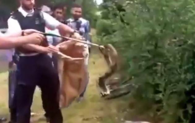 Σκηνές… Ρεθύμνου στο Λονδίνο: Βρήκαν 2 βόες σε πάρκο (βίντεο)