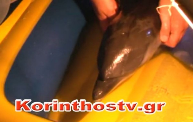 Λέχαιο: Για 2,5 ώρες προσπαθούσαν οι κάτοικοι να σώσουν δελφίνι (βίντεο)