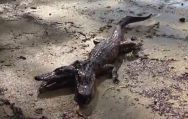 Ο δικέφαλος… αλιγάτορας αναστατώνει την Αμερική (βίντεο)