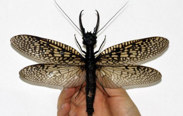 Ανακαλύφθηκε το μεγαλύτερο έντομο – Φθάνει τα 21 εκατοστά (φωτογραφίες)