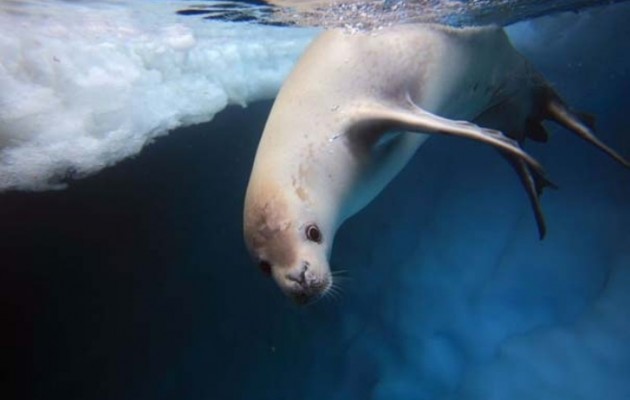 Δεν θα πιστεύετε πώς είναι το κρανίο αυτής της φώκιας!