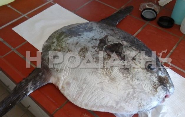 Σπάνιο φεγγαρόψαρο στην θάλασσα της Ρόδου