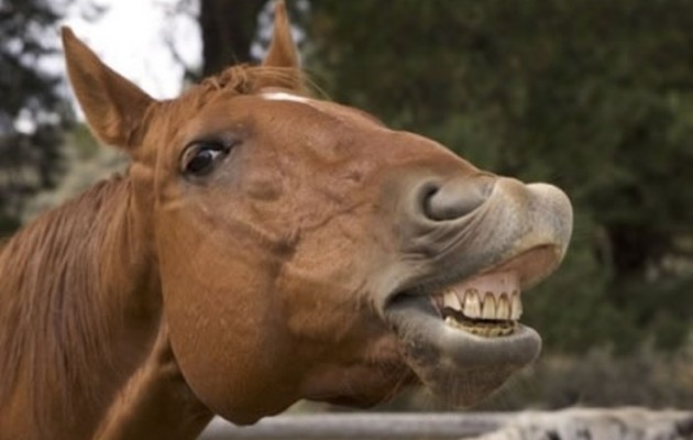 Κρήτη: Φοράδα έστειλε 6χρονο αγοράκι στο νοσοκομείο