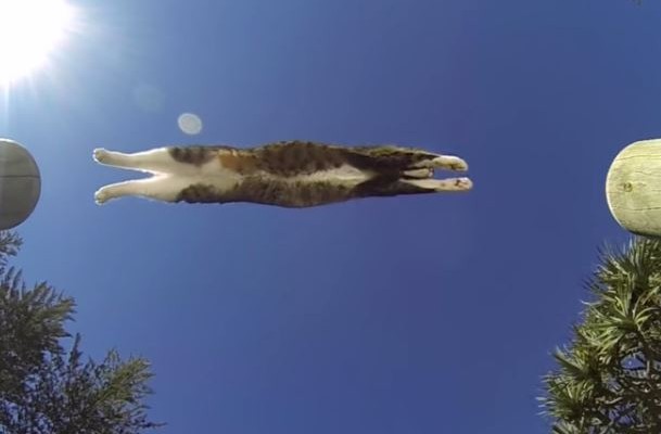 Didga: Η γάτα που έγινε διάσημη γιατί λατρεύει το… παρκούρ (βίντεο)