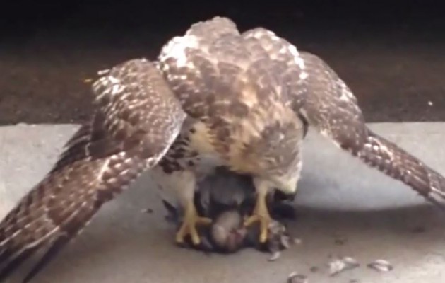 Απίστευτο: Γεράκι τρώει περιστέρι στην ζούγκλα της… Νέας Υόρκης (βίντεο)