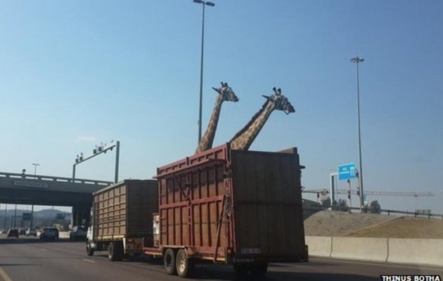 Καμηλοπάρδαλη συγκρούστηκε με… γέφυρα