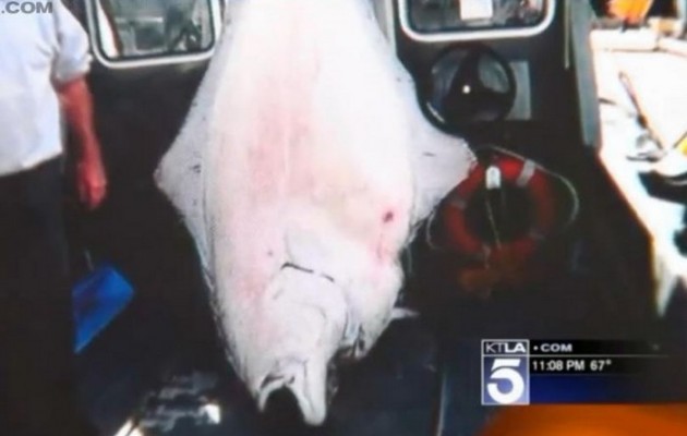 Αλάσκα: Έπιασε γλώσσα 225 κιλών (βίντεο)