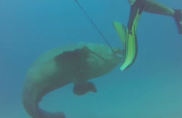 Ο Γολιάθ του Ατλαντικού επιτίθεται σε ψαρά (βίντεο)