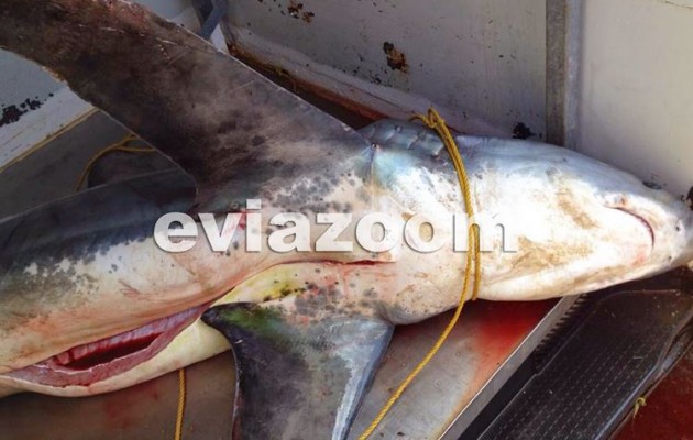 Αλιβέρι: Ψάρεψαν καρχαρία 180 κιλών (φωτογραφίες)