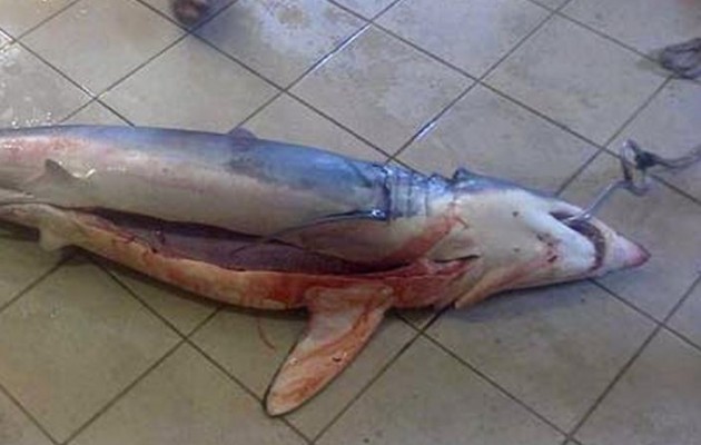 Θράκη: Ψάρεψε καρχαρία… 60 κιλών